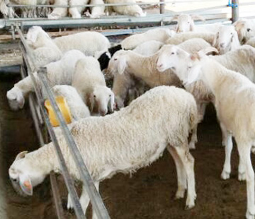 北京客戶訂購吉姆克牛羊飼料顆粒機